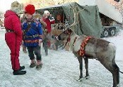 SWD-Lapland(reindeer)175
